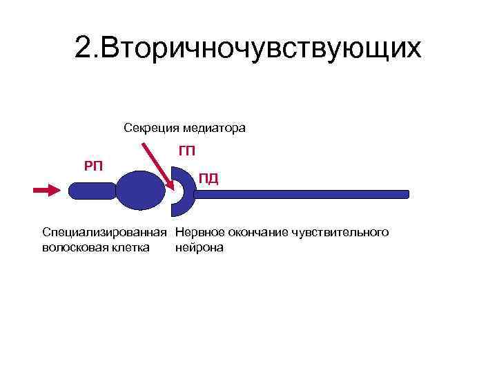 2. Вторичночувствующих Секреция медиатора ГП РП ПД Специализированная Нервное окончание чувствительного волосковая клетка нейрона