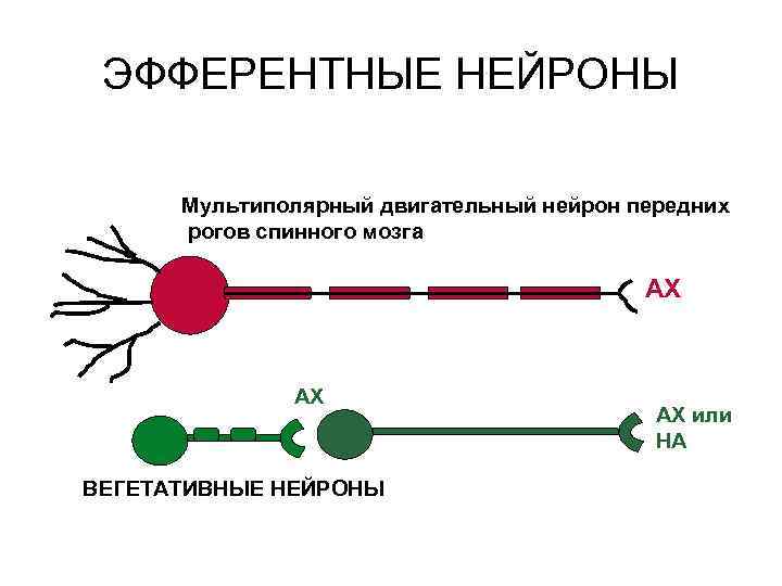 ЭФФЕРЕНТНЫЕ НЕЙРОНЫ Мультиполярный двигательный нейрон передних рогов спинного мозга АХ АХ ВЕГЕТАТИВНЫЕ НЕЙРОНЫ АХ