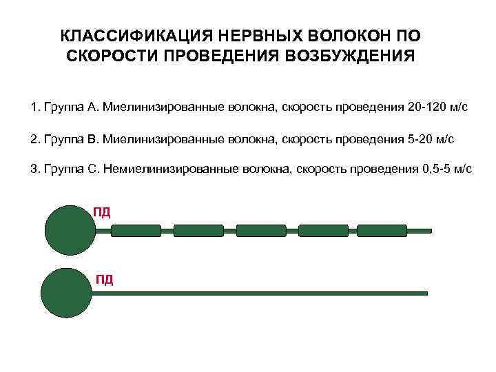 КЛАССИФИКАЦИЯ НЕРВНЫХ ВОЛОКОН ПО СКОРОСТИ ПРОВЕДЕНИЯ ВОЗБУЖДЕНИЯ 1. Группа А. Миелинизированные волокна, скорость проведения