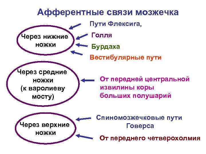 Висцеро моторные связи