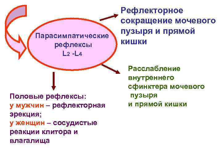 Висцеро моторные связи