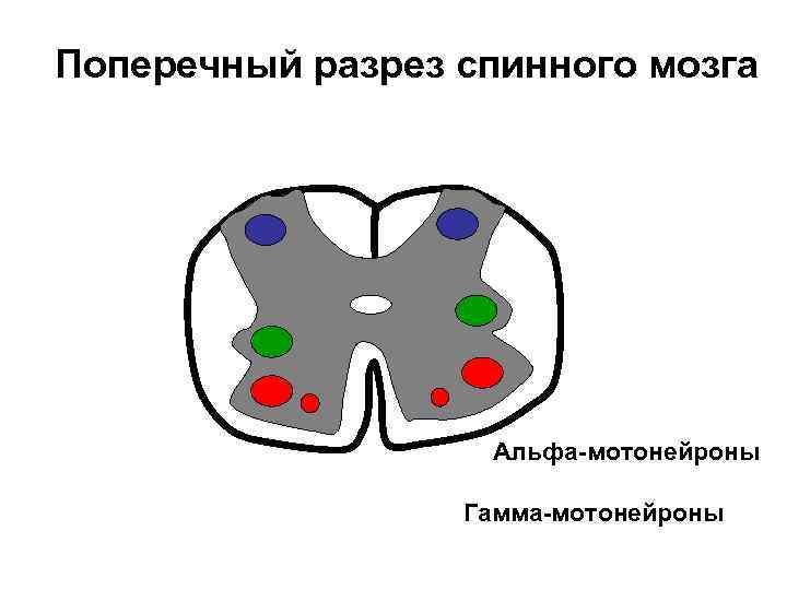 Поперечный разрез спинного мозга Альфа-мотонейроны Гамма-мотонейроны 