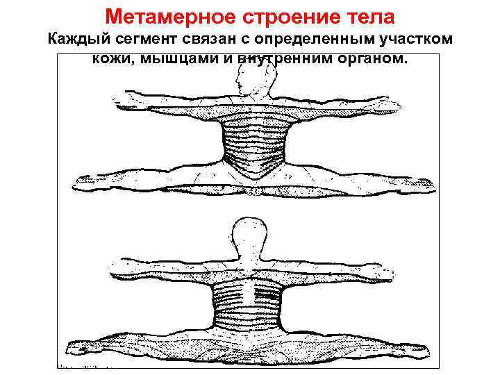 Метамерное строение тела Каждый сегмент связан с определенным участком кожи, мышцами и внутренним органом.