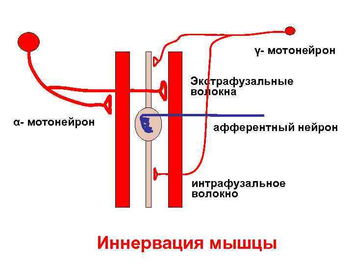 γ- мотонейрон Экстрафузальные волокна α- мотонейрон афферентный нейрон интрафузальное волокно Иннервация мышцы 