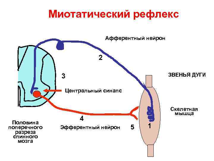 Миотатический рефлекс Афферентный нейрон 2 ЗВЕНЬЯ ДУГИ 3 Центральный синапс Половина поперечного разреза спинного