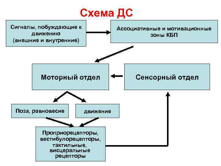 Схема ДС Сигналы, побуждающие к движению (внешние и внутренние) Ассоциативные и мотивационные зоны КБП