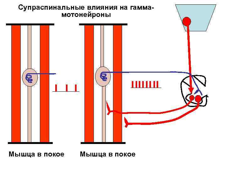 Супраспинальные влияния на гаммамотонейроны Мышца в покое 