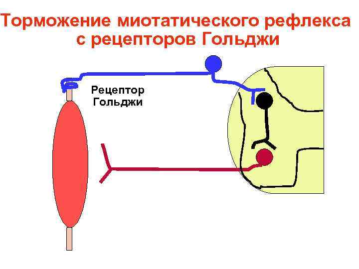 Торможение миотатического рефлекса с рецепторов Гольджи Рецептор Гольджи 