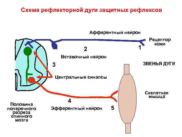 Схема рефлекторной дуги защитных рефлексов Афферентный нейрон 1 2 Рецептор кожи Вставочный нейрон ЗВЕНЬЯ