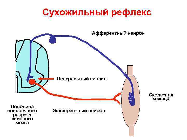 Сухожильный рефлекс Афферентный нейрон Центральный синапс Скелетная мышца Половина поперечного разреза спинного мозга Эфферентный