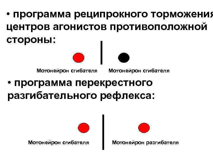  • программа реципрокного торможения центров агонистов противоположной стороны: Мотонейрон сгибателя • программа перекрестного