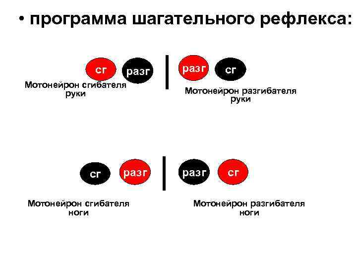  • программа шагательного рефлекса: сг разг Мотонейрон сгибателя руки сг разг Мотонейрон сгибателя