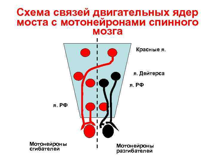 Схема связей двигательных ядер моста с мотонейронами спинного мозга Красные я. Дейтерса я. РФ