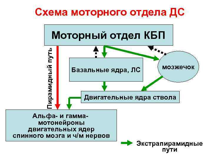 Схема моторного отдела ДС Пирамидный путь Моторный отдел КБП Базальные ядра, ЛС мозжечок Двигательные