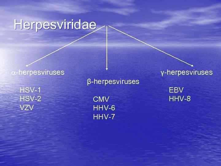 Herpesviridae -herpesviruses γ-herpesviruses β-herpesviruses HSV-1 HSV-2 VZV CMV HHV-6 HHV-7 EBV HHV-8 