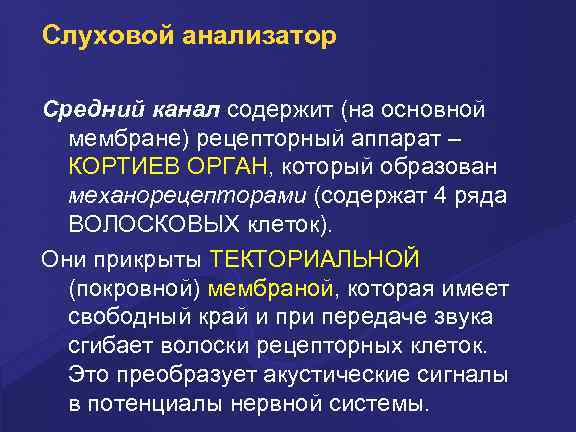 Слуховой анализатор Средний канал содержит (на основной мембране) рецепторный аппарат – КОРТИЕВ ОРГАН, который