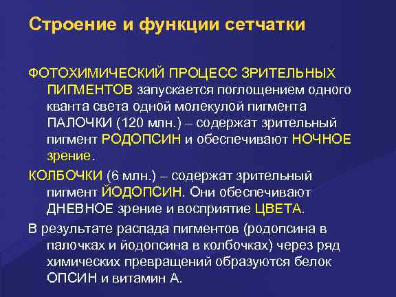 Строение и функции сетчатки ФОТОХИМИЧЕСКИЙ ПРОЦЕСС ЗРИТЕЛЬНЫХ ПИГМЕНТОВ запускается поглощением одного кванта света одной