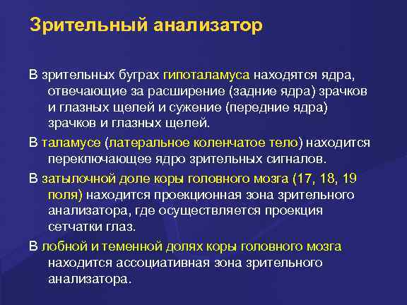 Зрительный анализатор В зрительных буграх гипоталамуса находятся ядра, отвечающие за расширение (задние ядра) зрачков