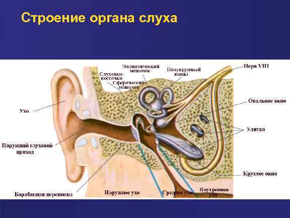 Строение органа слуха. Орган слуха анатомия. Строение слухового анализатора. Зрительный и слуховой анализаторы. Карточка строение органа слуха.