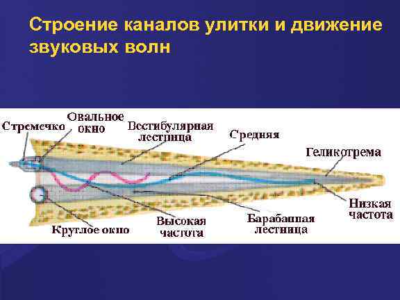 Строение каналов улитки и движение звуковых волн 