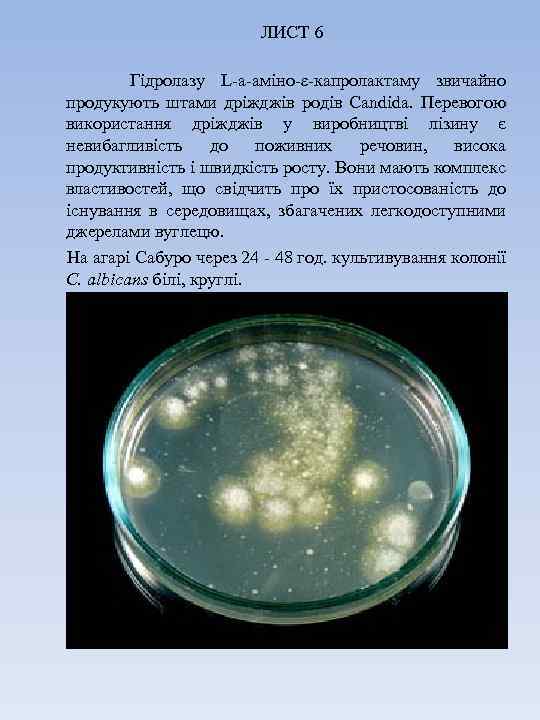 ЛИСТ 6 Гідролазу L-а-аміно-ε-капролактаму звичайно продукують штами дріжджів родів Candida. Перевогою використання дріжджів у