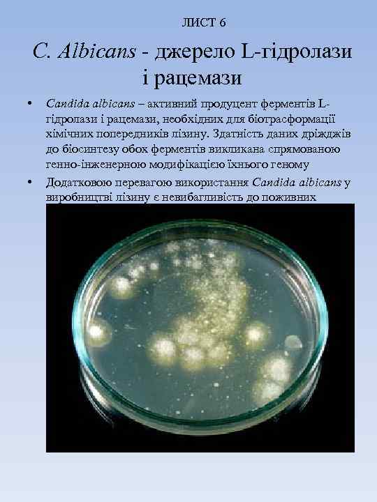 ЛИСТ 6 C. Albicans - джерело L-гідролази і рацемази • • Candida albicans –