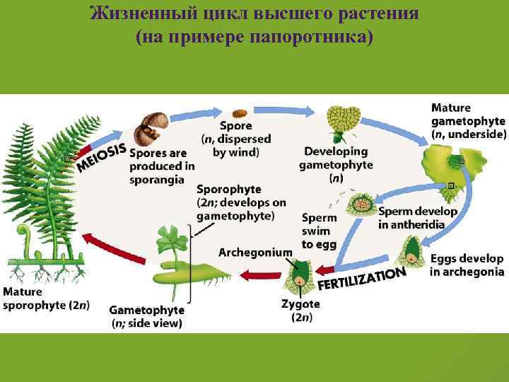 Жизненный цикл высшего растения (на примере папоротника) ___ 