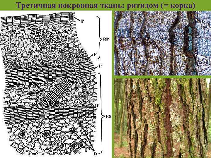 Третичная покровная ткань: ритидом (= корка) ___ 