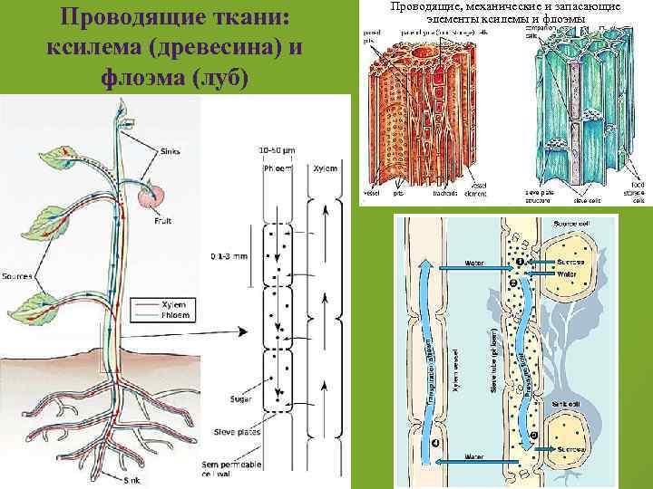 Заполните схему строение вегетативного тела высшего растения