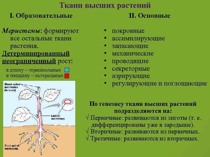 Ткани высших растений I. Образовательные Меристемы: формируют все остальные ткани растения. Детерминированный неограниченный рост: