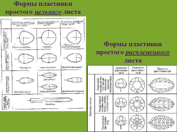 Формы пластинки простого цельного листа Формы пластинки простого расчлененного листа ___ 