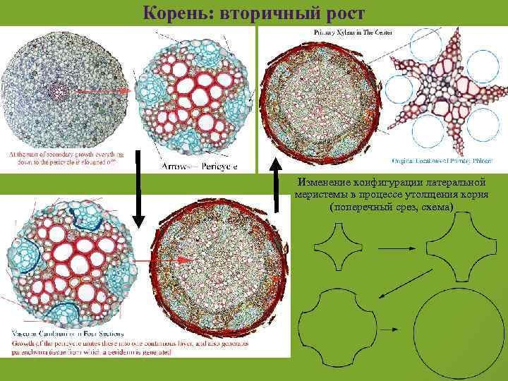 Корень: вторичный рост Изменение конфигурации латеральной меристемы в процессе утолщения корня (поперечный срез, схема)