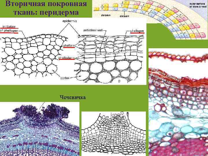 Вторичная покровная ткань: перидерма фел л фел ема (п р фел логен обка )