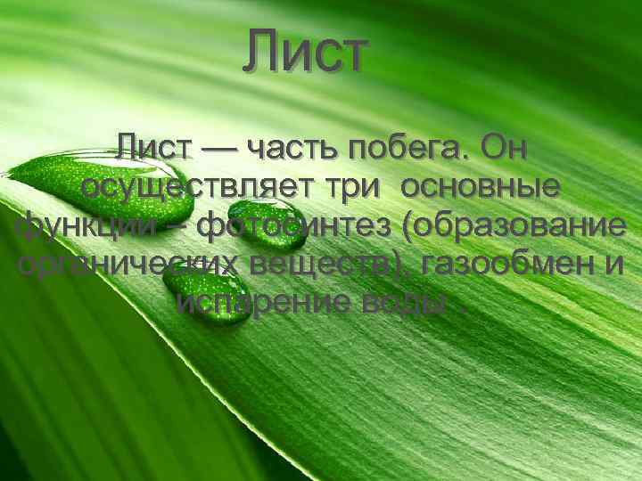 Лист — часть побега. Он осуществляет три основные функции – фотосинтез (образование органических веществ),