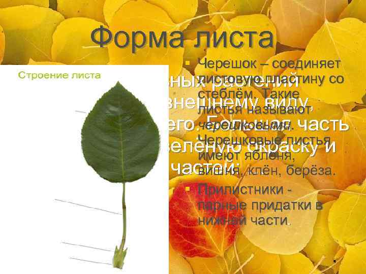 Форма листа § Черешок – соединяет листовую пластину со § Хотя листья разных растений