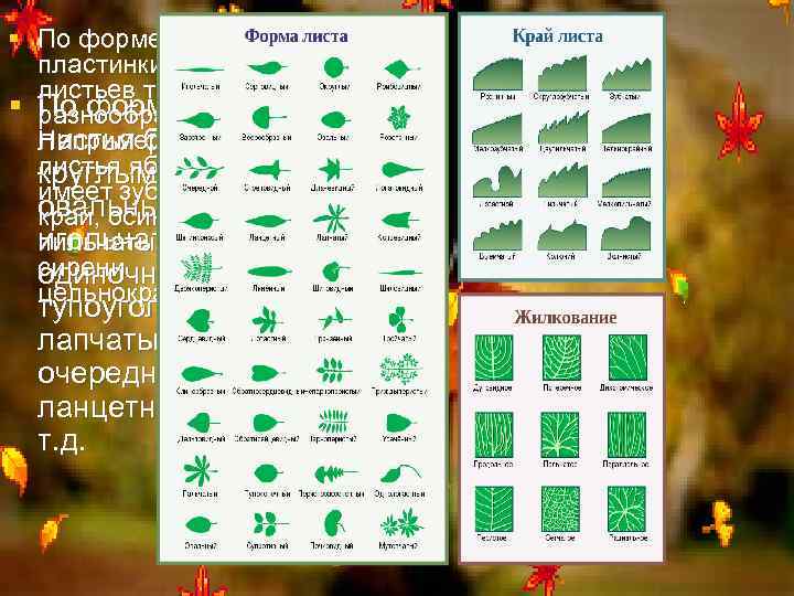 § По форме края пластинки листьев также § По форме разнообразны. Например, листья бывают