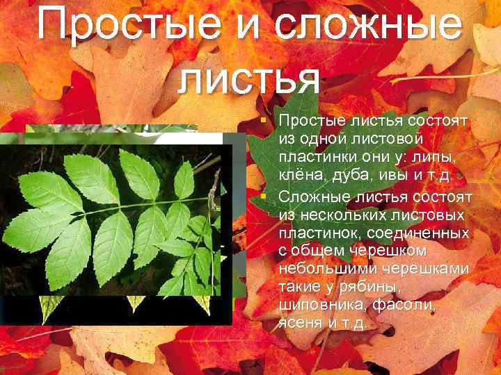 Простые и сложные листья § Простые листья состоят из одной листовой пластинки они у:
