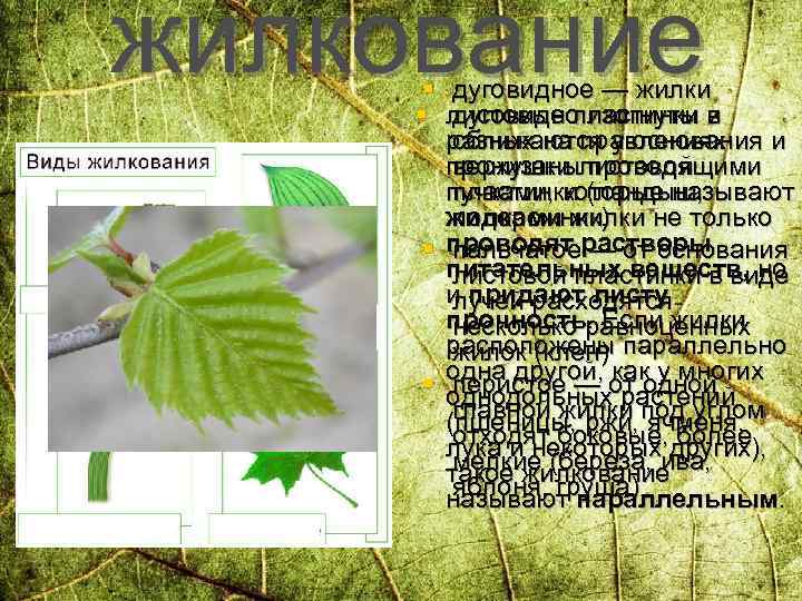жилкование § дуговидное — жилки § листовые пластинки в дуговидно изогнуты и разных на