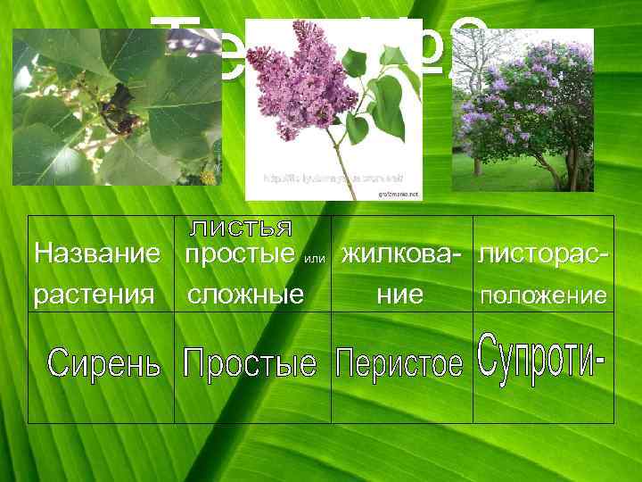 Тест № 2 Название простые или жилкова- листорас растения сложные ние положение 