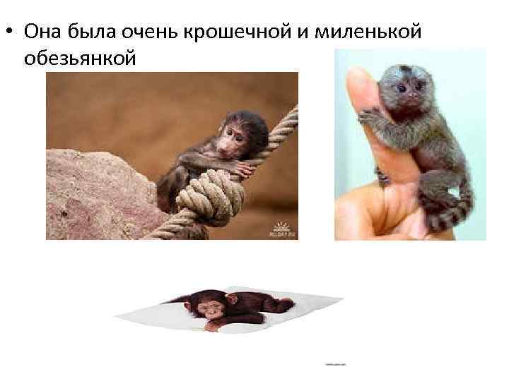  • Она была очень крошечной и миленькой обезьянкой 