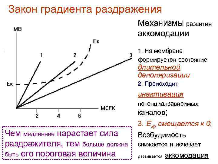 Состояние покоя аккомодации фокус на сетчатке рисунок