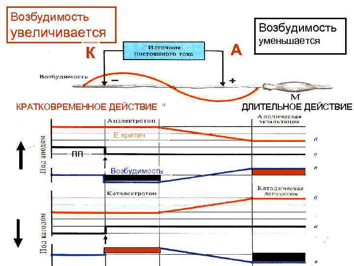 Физиология возбудимых тканей изменение возбудимости ткани от интенсивности силы раздражителя схема