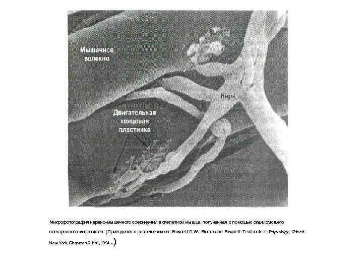 Микрофотография нервно-мышечного соединений в скелетной мышце, полученная с помощью сканирующего электронного микроскопа. (Приводится с