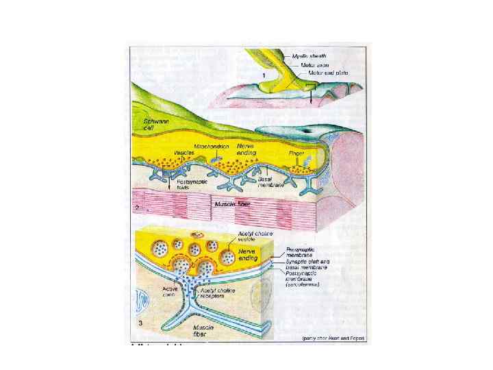 Рисунок нервно-мышечного синапса 