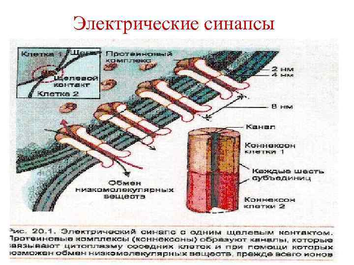 Электрические синапсы 