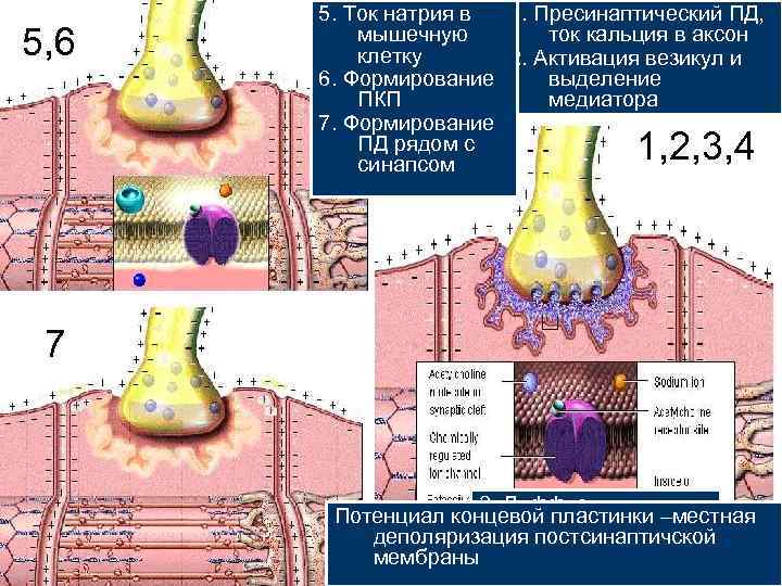 Реакция в тканях