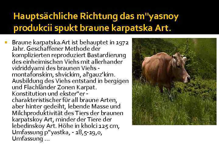Hauptsächliche Richtung das m''yasnoy produkcii spukt braune karpatska Art. . . . Braune karpatska