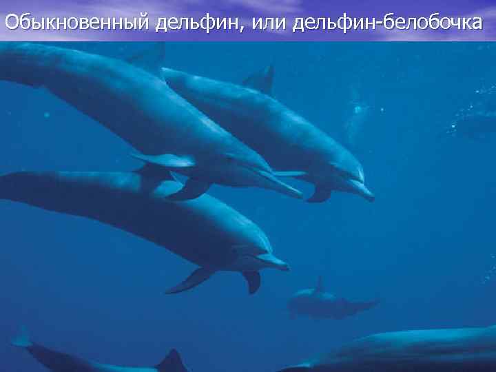 Обыкновенный дельфин, или дельфин-белобочка 10 