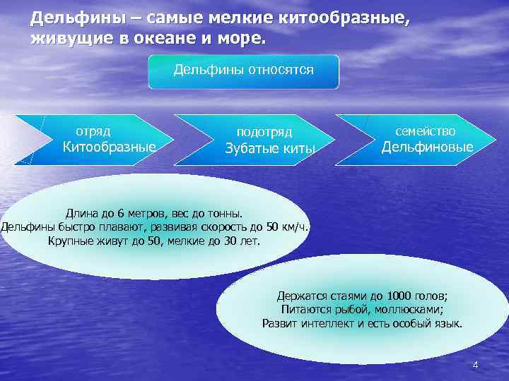 Дельфины – самые мелкие китообразные, живущие в океане и море. Дельфины относятся отряд Китообразные
