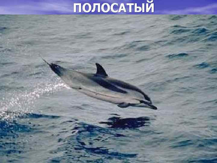 ПОЛОСАТЫЙ 7 